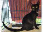 Adopt 24-1494 a Domestic Short Hair
