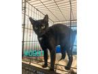 Adopt 24-0991 a Domestic Short Hair