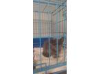 Adopt 24-1498 a Domestic Short Hair