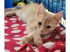 Adopt 24-1615 a Domestic Short Hair
