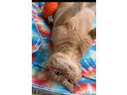 Adopt Morris a Domestic Short Hair