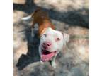 Adopt Keith a Staffordshire Bull Terrier, Mixed Breed