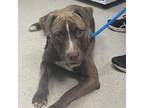 Adopt Romaine a Pit Bull Terrier
