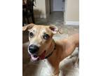 Adopt Liam a Labrador Retriever, Mixed Breed