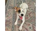 Adopt Tango a Jack Russell Terrier
