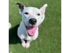 Adopt Riddle a Labrador Retriever, Terrier