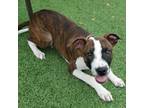 Adopt Vermax a Pit Bull Terrier