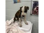 Adopt Tessarion a Pit Bull Terrier