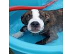 Adopt Arrax a Pit Bull Terrier