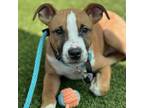 Adopt Caraxes a Pit Bull Terrier