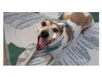 Adopt Marshal~ a Terrier, Jack Russell Terrier