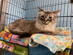 Adopt Teddy a Siamese, Maine Coon