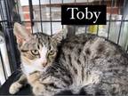 Adopt Toby a Domestic Short Hair