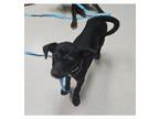 Adopt Natchez a Affenpinscher