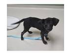 Adopt Trace a Affenpinscher