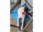 Adopt Bandit a Pit Bull Terrier