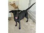 Adopt Toto a Labrador Retriever