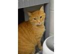 Adopt Billy the kid a Domestic Short Hair