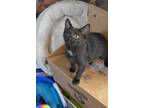 Adopt Popcorn a Domestic Short Hair