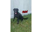 Adopt Pistol a Labrador Retriever