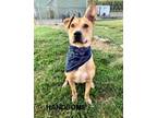 Adopt Handsome a German Shepherd Dog, Mixed Breed