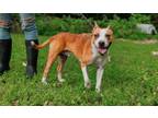 Adopt Luca a American Staffordshire Terrier