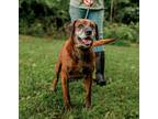 Adopt Otis a Mountain Cur, Labrador Retriever