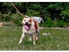 Adopt Gator a American Staffordshire Terrier, Australian Cattle Dog / Blue