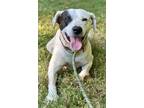 Adopt Max a Mixed Breed