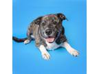 Adopt Gabe a Mixed Breed
