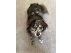 Adopt Murphy a Dachshund, Pomeranian