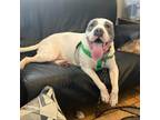 Adopt Riley a Pit Bull Terrier