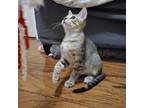 Adopt Brownie a Tabby