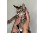 Adopt Crab a Tabby