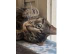 Adopt Marlo a Domestic Short Hair
