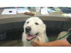 Adopt Al Capone 59563 a Great Pyrenees