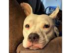 Adopt Gizmo a Pit Bull Terrier