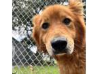 Adopt Kevin a Retriever, Chow Chow