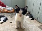 Adopt Coconut SC a Domestic Short Hair
