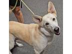 Adopt Kea SC a Shepherd, Husky