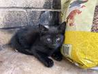 Adopt Cashew SC a Domestic Short Hair