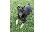 Adopt Oxford SC a Shepherd