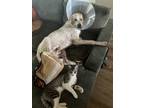 Adopt Bartolomeo ATX a Anatolian Shepherd, Great Pyrenees