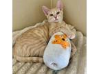 Adopt Peach a Domestic Short Hair