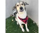Adopt Kenai a Anatolian Shepherd, Mixed Breed