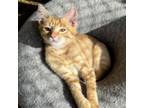 Adopt Lincoln a Domestic Short Hair
