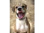 Adopt Otis a Hound
