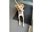 Adopt Twix a Shepherd, Labrador Retriever