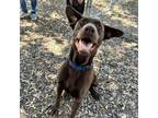 Adopt Hershey a Labrador Retriever