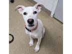 Adopt Chompers a Labrador Retriever